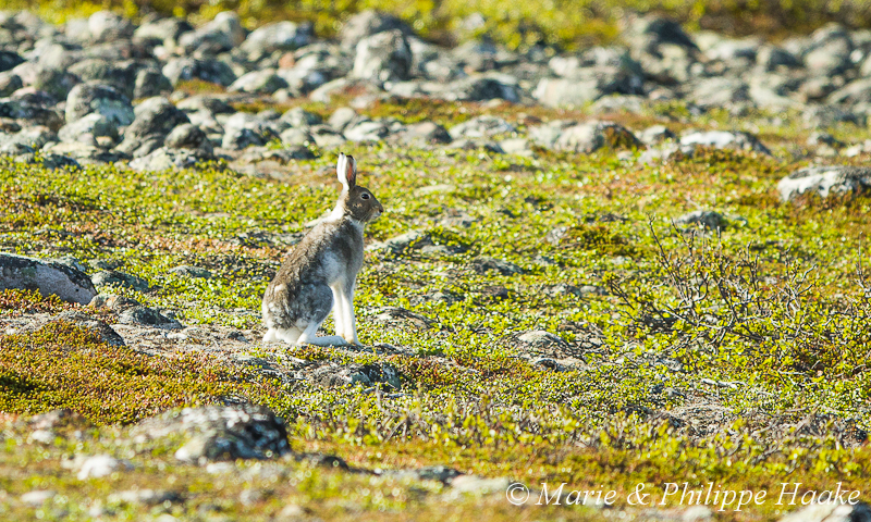Lievre variable 1892.jpg - Lièvre variable, Lepus timidus (Grense Jakobselv, Norvège, juin 2012)